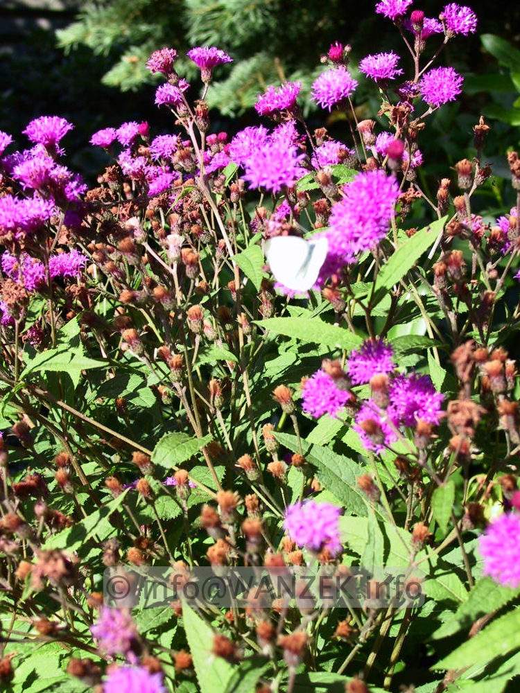 Vernonia crinita 02.jpg
